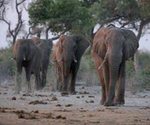 пазл Африканские слоны